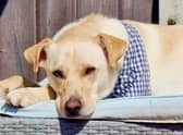 Marley, a four-year-old Golden Labrador-cross, is missing after he bolted from Sherwood Field in Mablethorpe.