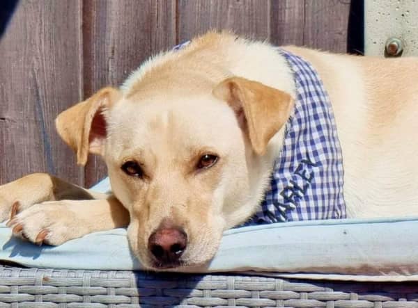 Marley, a four-year-old Golden Labrador-cross, is missing after he bolted from Sherwood Field in Mablethorpe.
