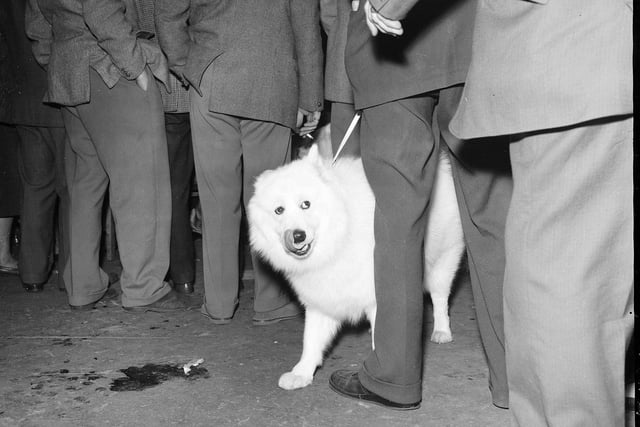 A Samoyed at the Scottish Kennel Club All Breed Championships in Waverley Market in 1960.
