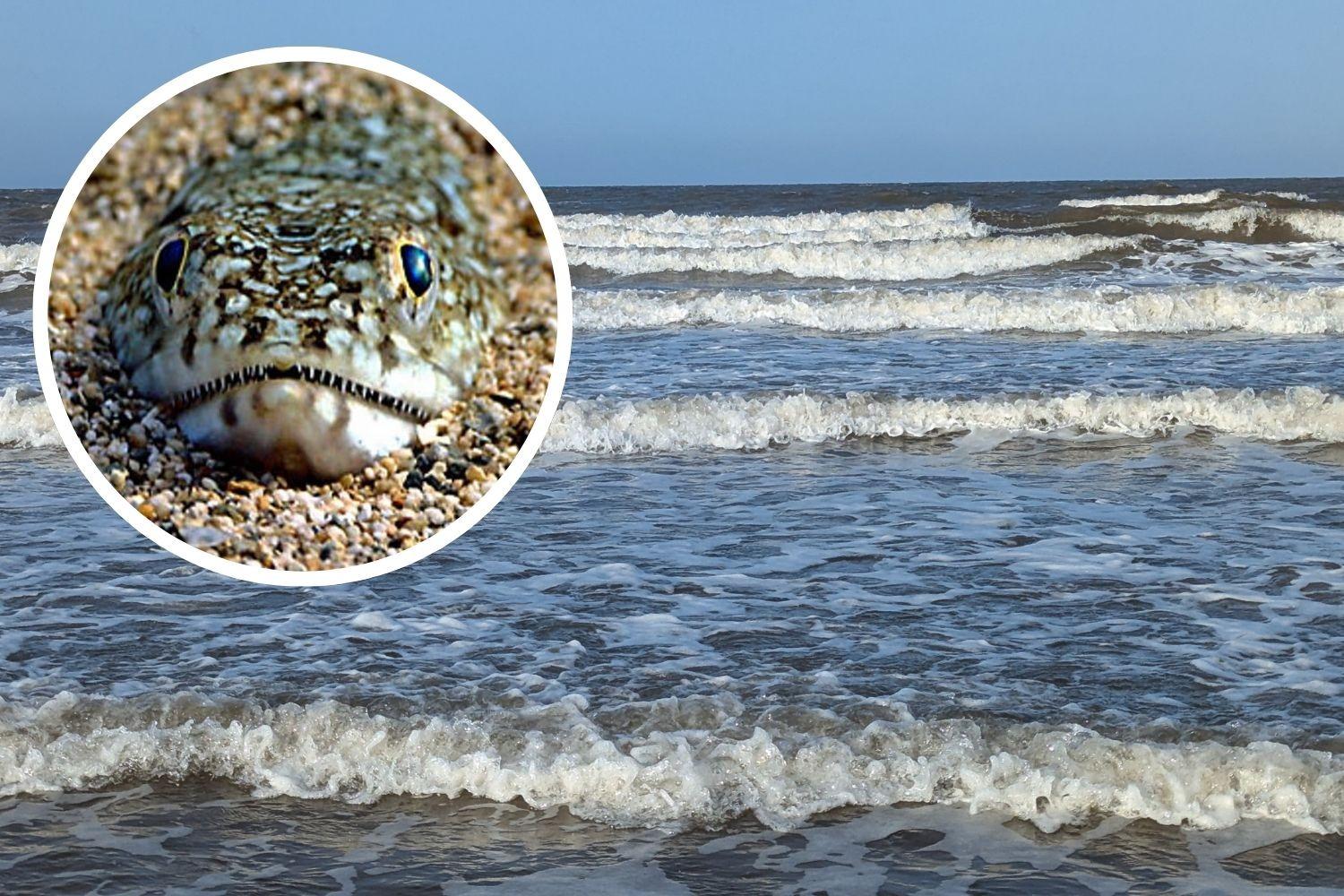 Beachgoers in Lincolnshire warned about venomous sea creature that causes ...