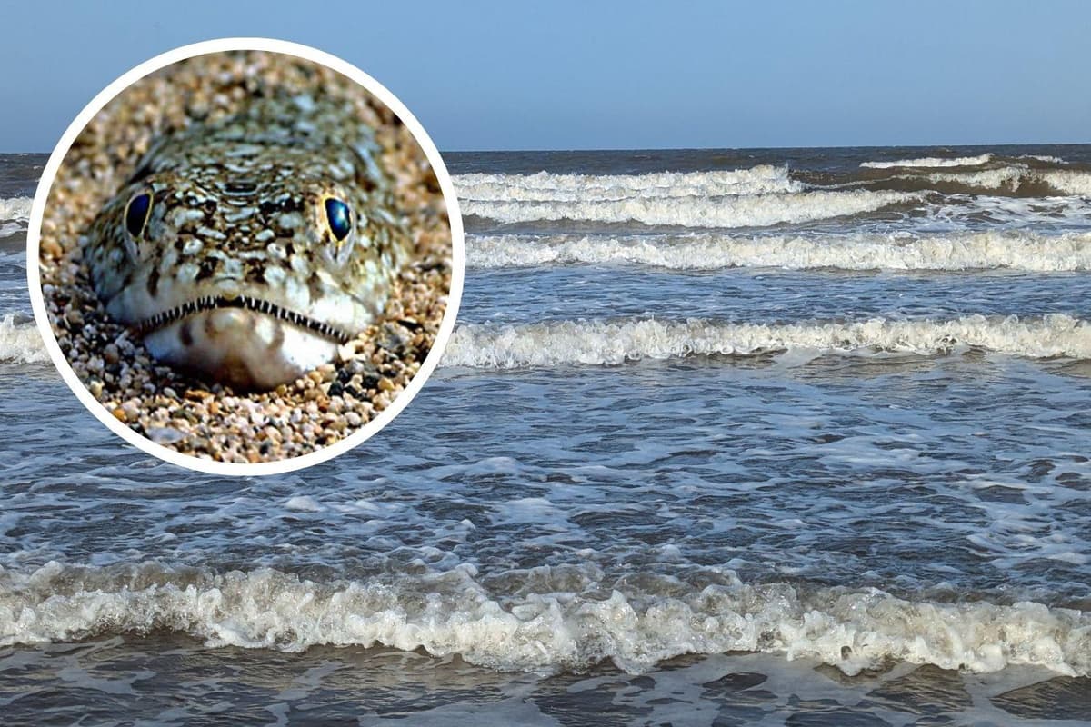 Beachgoers in Lincolnshire warned about venomous sea creature that causes ...