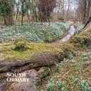 Snowdrops on South Ormsby Estate