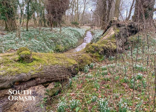 Snowdrops on South Ormsby Estate