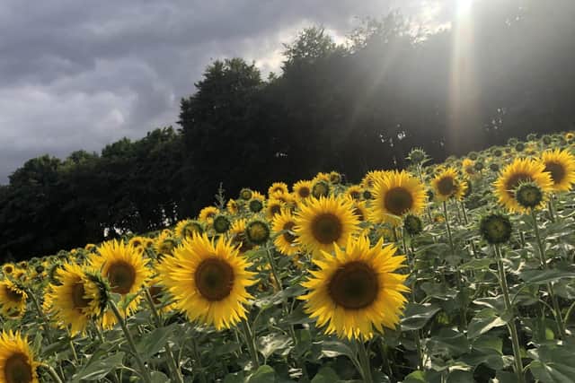 The sunflowers at Stourton estates.