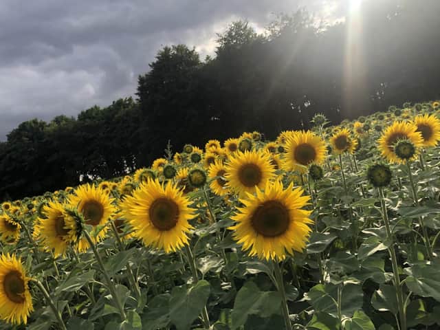 The sunflowers at Stourton estates.