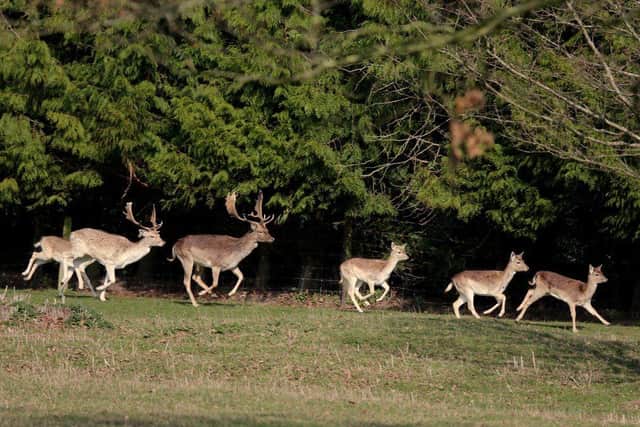 Monastic Deer Herd at Revesby Estate