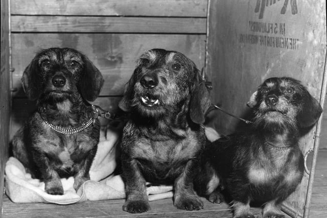 Three prizewinning Dachshunds at the Scottish Kennel Club Championship in Waverley Market in 1960.