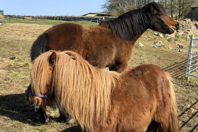John Moss spotted this equine pair having a meal in the sunshine during a recent walk.