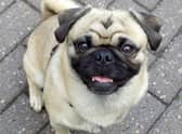 Moonpig are removing cards featuring pugs and French bulldogs  