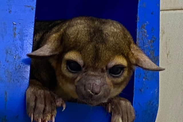 One of the four kinkajous at The Ark.
