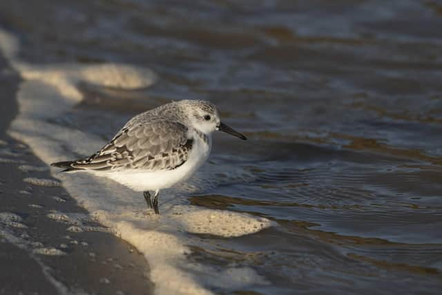 Sanderling – one of the most important birds at Gibraltar Point and The Wash during migration and
over-winter when they can be encountered feeding along the tideline. Photo by Tom Baker