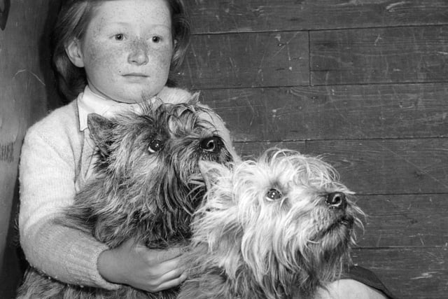 Fiona Brownlee, of Stonehouse, awaits judging with her Cairn terriers Buster and Flora at the Scottish Kennel Club Championship in Waverley Market in 1960.