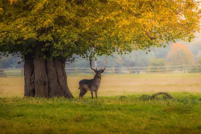 Belton Estate, Grantham.