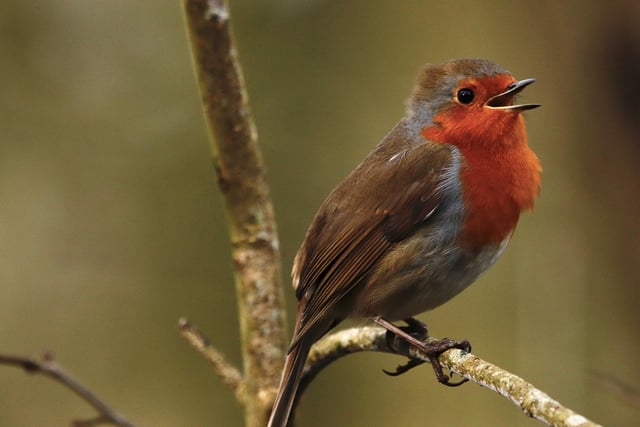 Phil Wardle was on the spot to snap this cracking photo of a robin singing its heart out.
