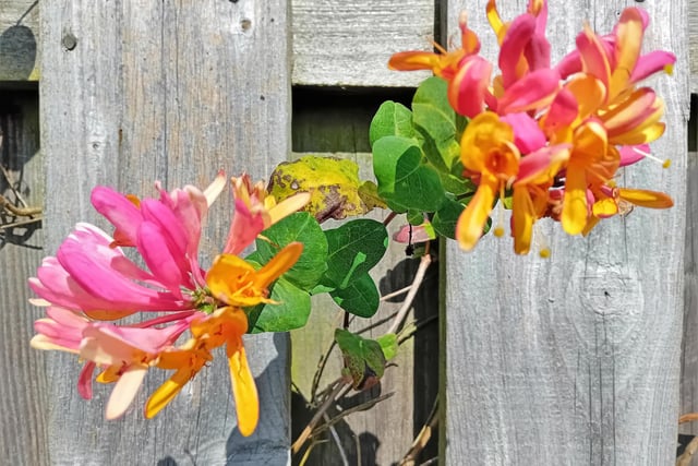 A colourful scene captured by Worksop's Lynda Blackshaw, showing the honeysuckle on a fence