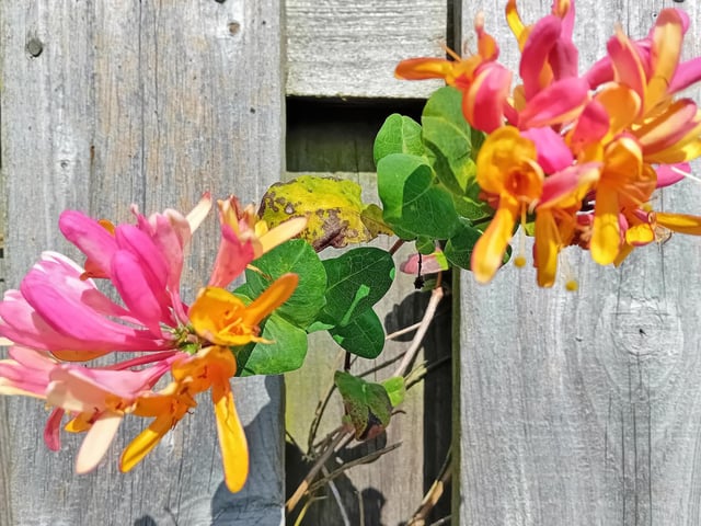 A colourful scene captured by Worksop's Lynda Blackshaw, showing the honeysuckle on a fence