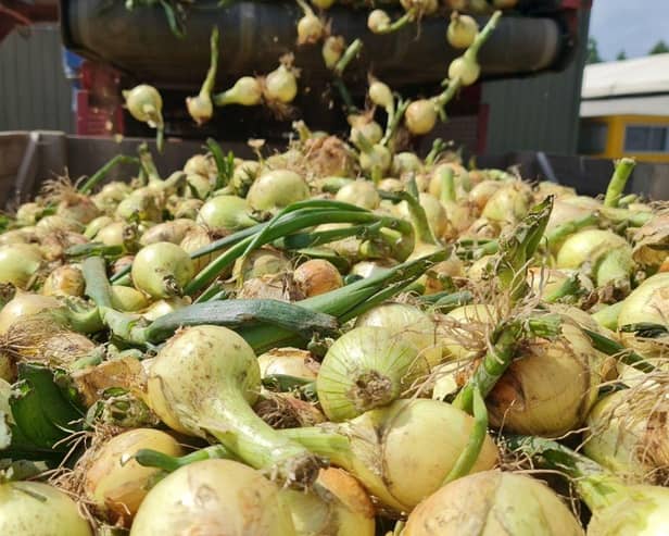 Moulton Bulb is located in Moulton, Spalding, and has been supplying onions to Aldi’s UK stores since 2012.