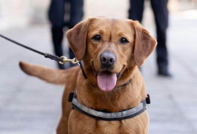 BTP Police Dog Mace