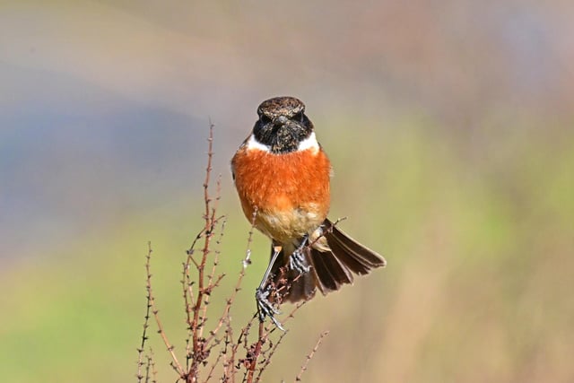 Nick Rhodes was in the right place at the right time to take a fine photo of this stonechat taking it easy.