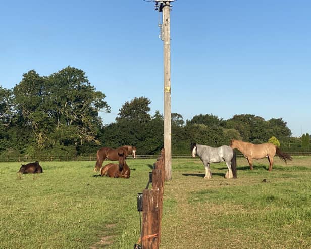Some of the therapy horses enjoying the sunshine. (Photo by: Zoe Saari)