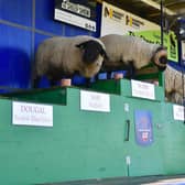 The Sheep Show. Photos by David Dawson