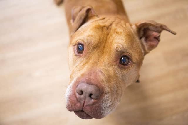 RSPCA's North East Lincs branch is in need of trustees.