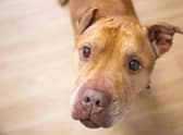 RSPCA's North East Lincs branch is in need of trustees.