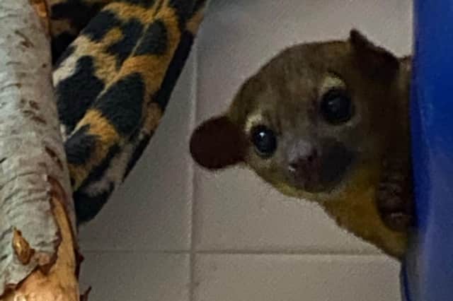 The nocturnal creatures were rescued from the illegal animal trade in Spain.