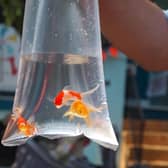 Three goldfish swim in a plastic bag at a carnival before going home with the lucky winner of a midway game.