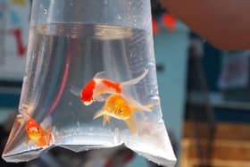 Three goldfish swim in a plastic bag at a carnival before going home with the lucky winner of a midway game.