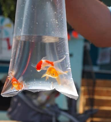 Three goldfish swim in a plastic bag at a carnival before going home with the lucky winner of a midway game.