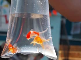 Three goldfish swim in a plastic bag at a carnival before going home with the lucky winner of a midway game.