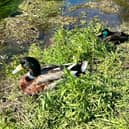 A giant among mallards. Resting on the River Slea. Photo: Rachel Armitage