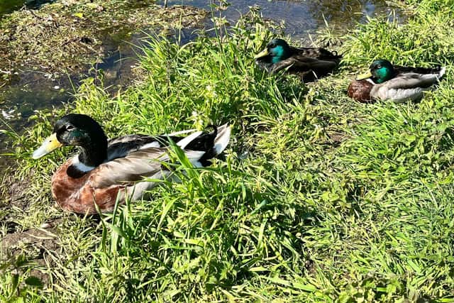 A giant among mallards. Resting on the River Slea. Photo: Rachel Armitage