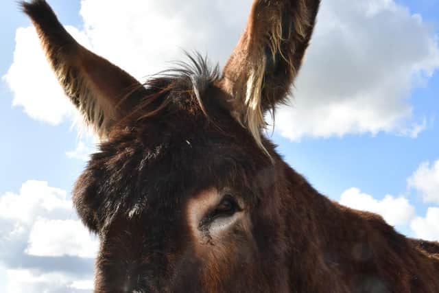 Derrick - one of the largest donkeys in the world.