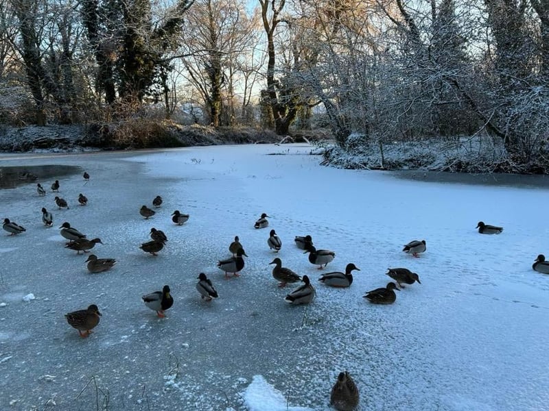 The view at Swineshead, courtesy of Patricia Abraham.