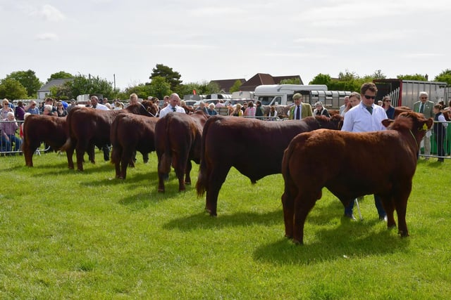 Lincoln Red cattle judging at Woodhall Spa Country Show.