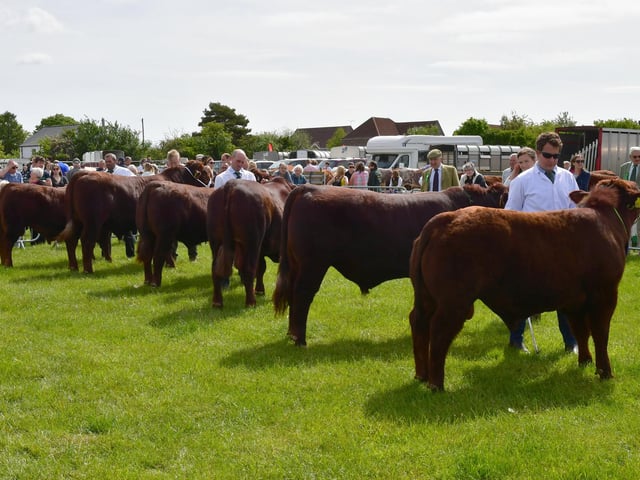 Lincoln Red cattle judging at Woodhall Spa Country Show.