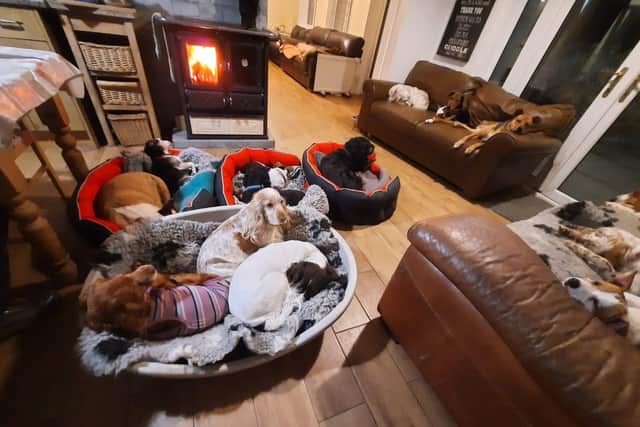 Sully's Sanctuary gives a loving and comfortable home to abandoned and abused dogs.