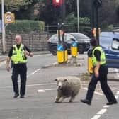 Horncastle Police chasing the loose sheep. Photo: Horncastle Police