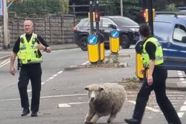 Horncastle Police chasing the loose sheep. Photo: Horncastle Police
