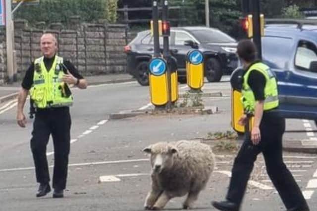 Horncastle Police chasing the loose sheep. Photo: Horncastle Police