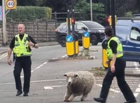 Horncastle Police chasing the loose sheep. Photo: Horncastle Police