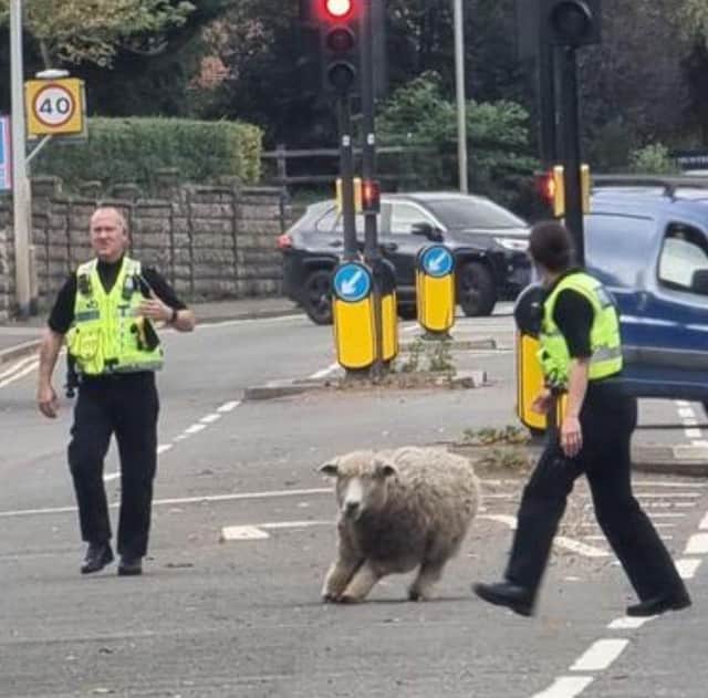 Horncastle Police chasing the loose sheep. Photo: Horncastle Police