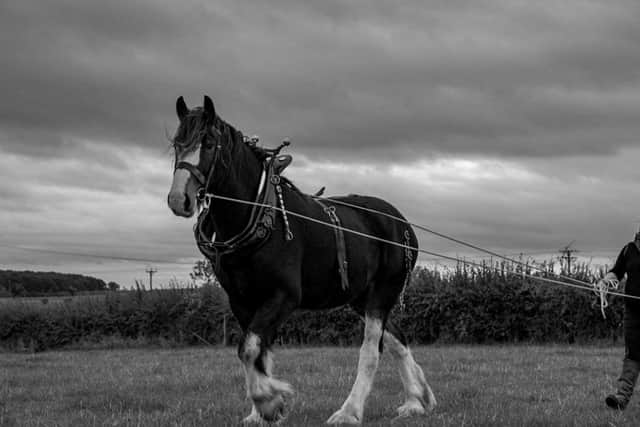 Bomber at work on his farm with Eve.