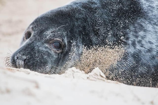 A seal at Donna Nook where each year thoudands of people visit to see the pups that are born there.