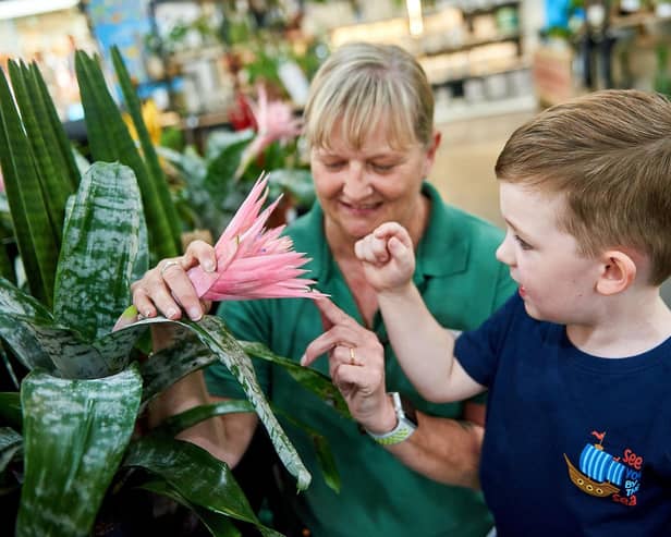 August’s Little Seedlings Club at Dobbies Garden Centres will cover Prehistoric Plants. Little Seedlings Ambassador Thomas Jackson is pictured at Dobbies’ Ashford
