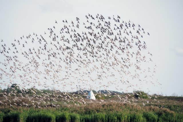 Lincolnshire black tailed godwits at Frampton Marsh. Credit - Steve Rowland