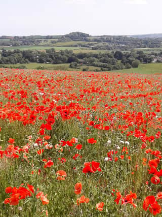 Lincolnshire Wolds AONB.