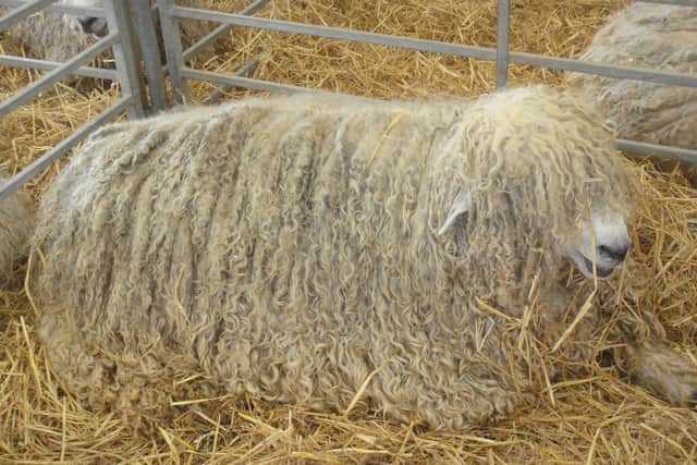 A Lincoln Longwool.
